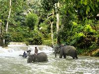 Elephants